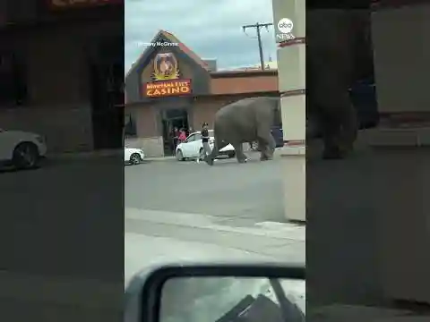 Elephant roams through Butte, Montana streets after escaping circus