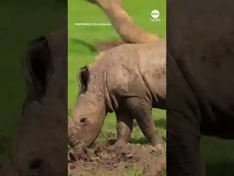 Endangered baby rhino runs in the sun with mom