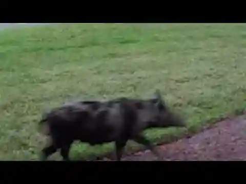 Feral hogs terrorize homeowners in Flagler County
