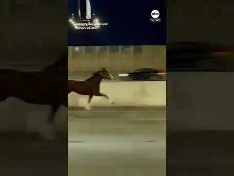 Horse runs along with early morning traffic in Philadelphia