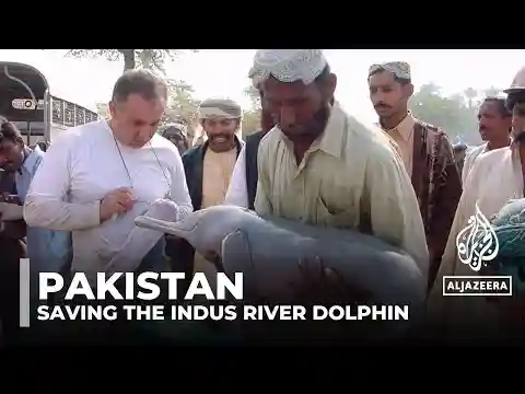 Can Pakistan’s Indus River dolphins be saved?