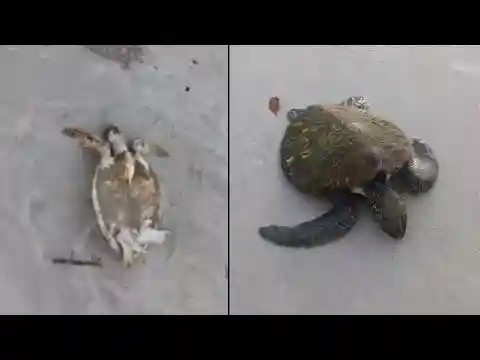 Upside-down sea turtle flipped back over by Florida beachgoers