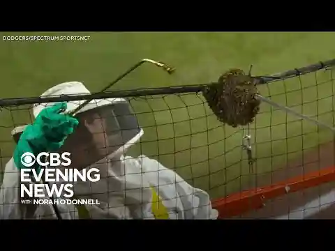 Bee colony delays Arizona Diamondbacks game