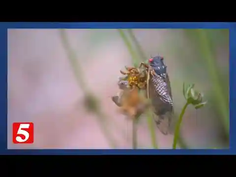 Certified Tennessee Naturalist encourages community to embrace Cicadas