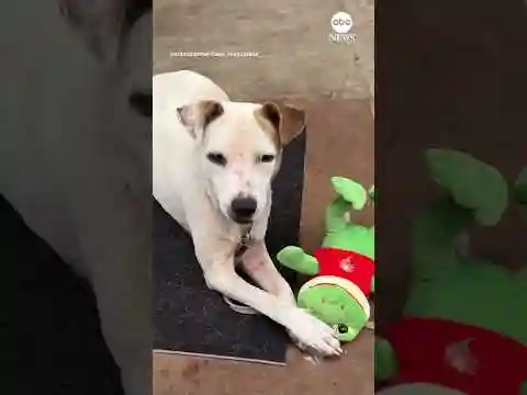 Dogs rescued from Brazil floods play with new toys