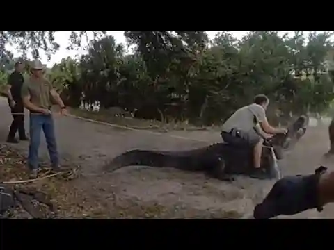 Florida trappers capture huge alligator