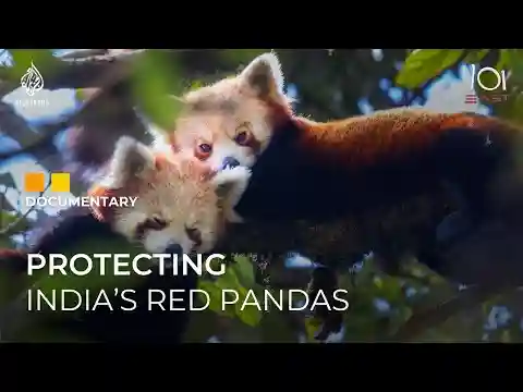 How India is racing against time to save the endangered red panda | 101 East Documentary