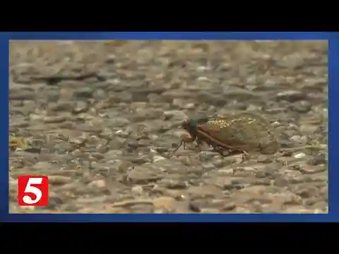 'Mostly harmless': Expert talks cicadas and ear health