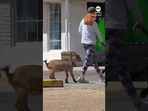 Part of the pack: Goat goes for a walk with a couple of dogs