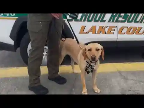 Vape-detecting dog sniffs out nicotine, THC in Lake County schools