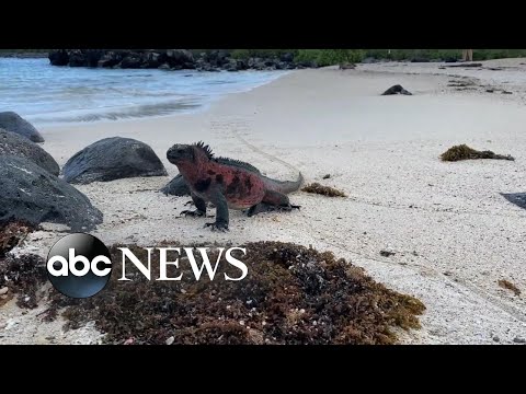 Galapagos Islands, sea life affected by climate change l WNT