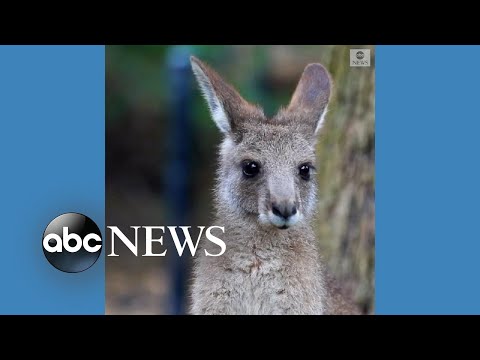 Kangaroo joey named after Australian Open winner