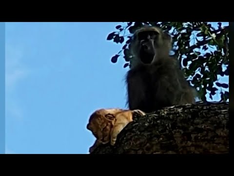 Lion King? Baboon caught on video grooming lion cub