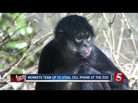 Monkey steals zookeeper's cell phone at Nashville Zoo exhibit