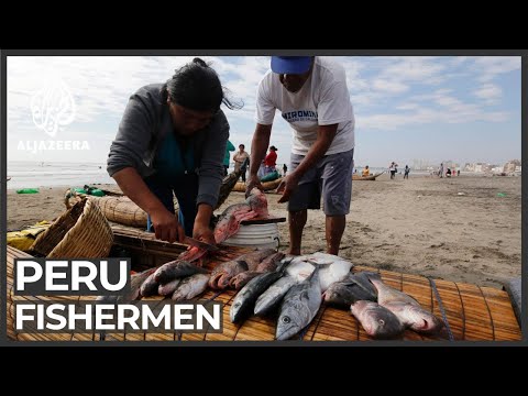 Peru's fishermen take riskier dives as catches dry up