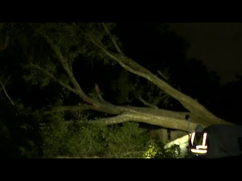 Tree takes down power lines in Maitland
